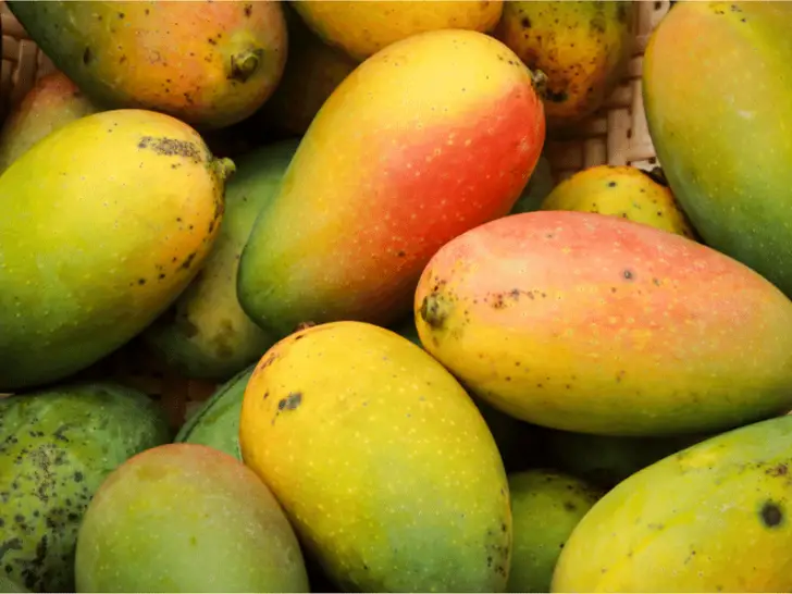 Can Chickens Eat Mango? What You Should Know