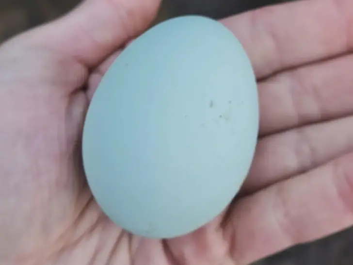 Chickens That Lay Blue Eggs: Everything You Should Know