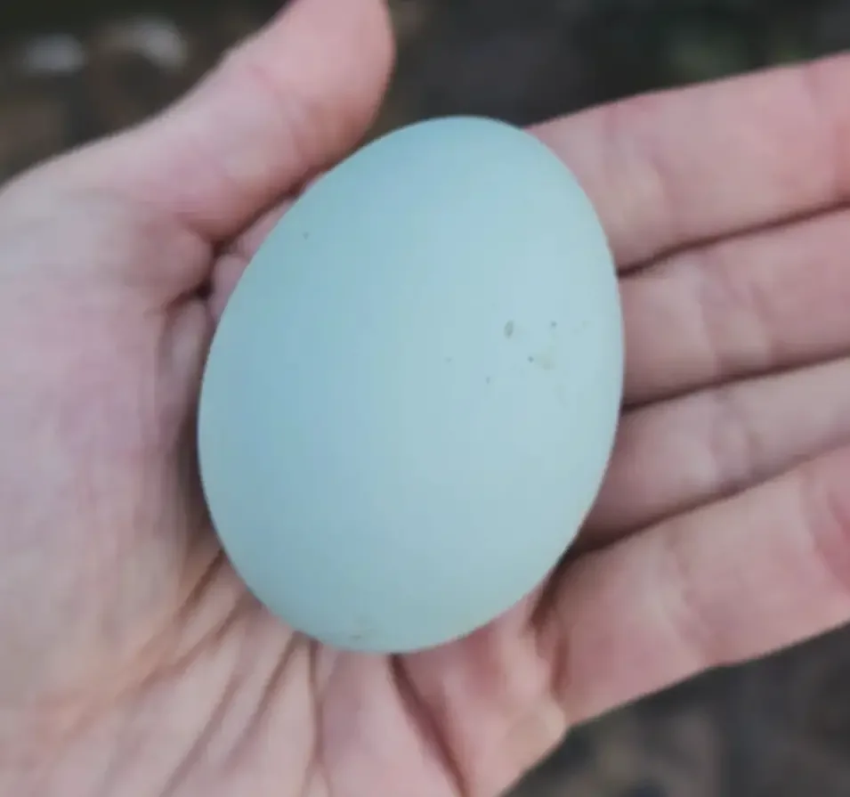 blue egg