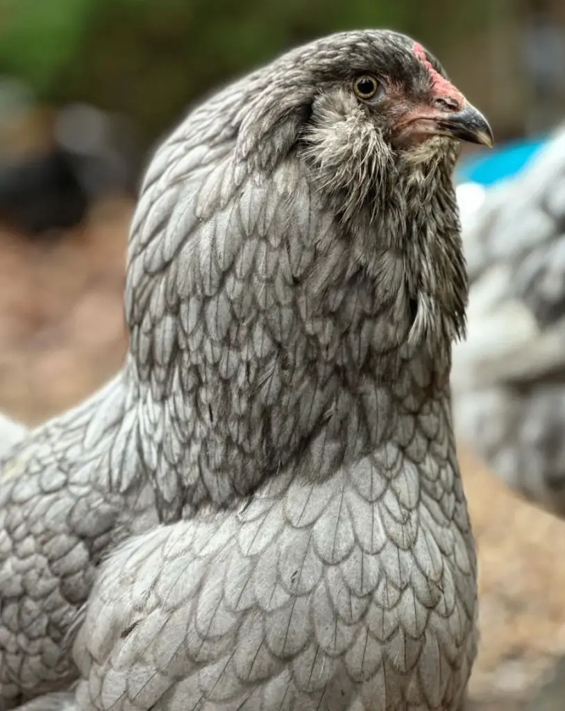 ameraucana chicken