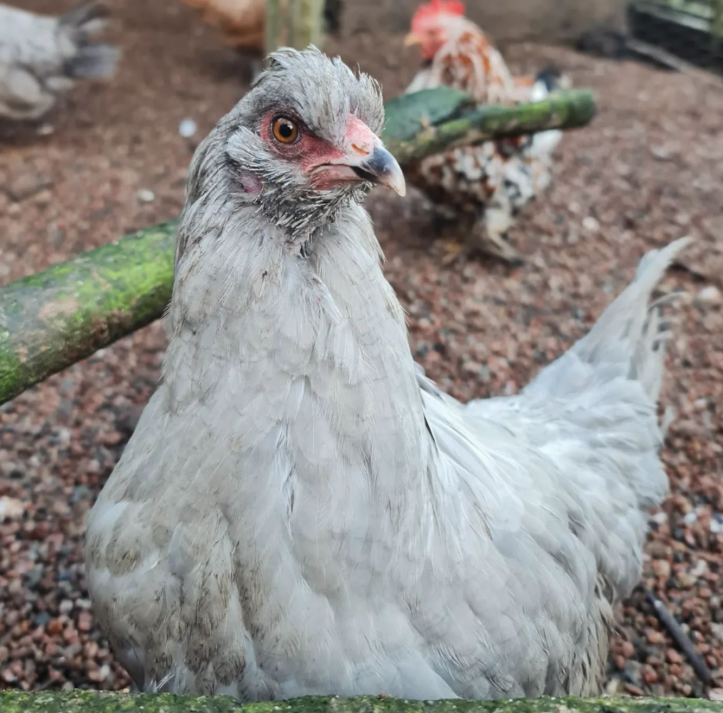 araucana chicken