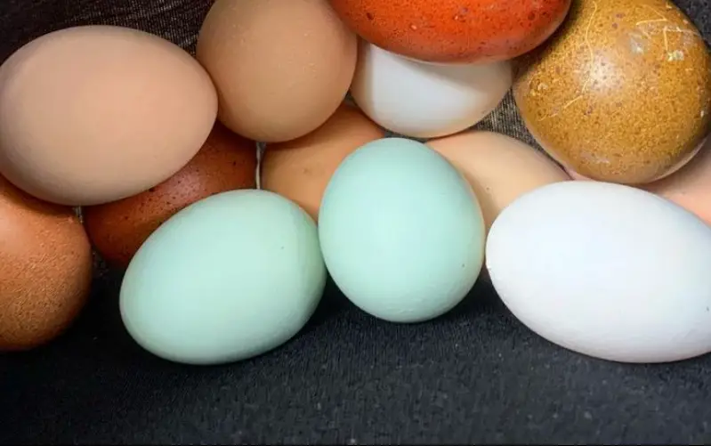 blue chicken eggs 