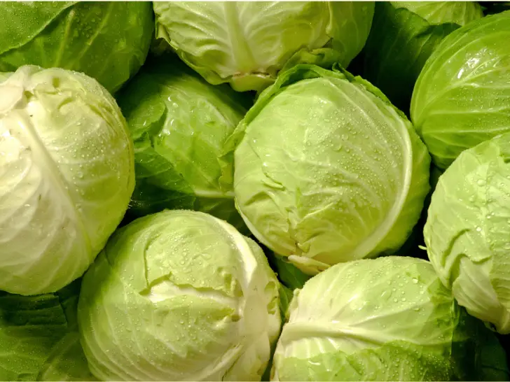 Can Chickens Eat Cabbage? Everything You Should Know