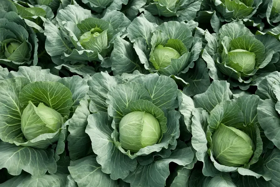 cabbage for chickens