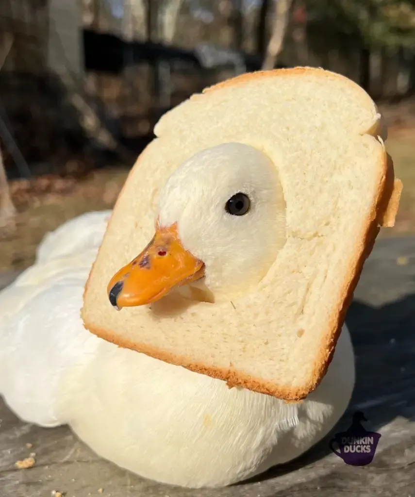 call ducks with bread