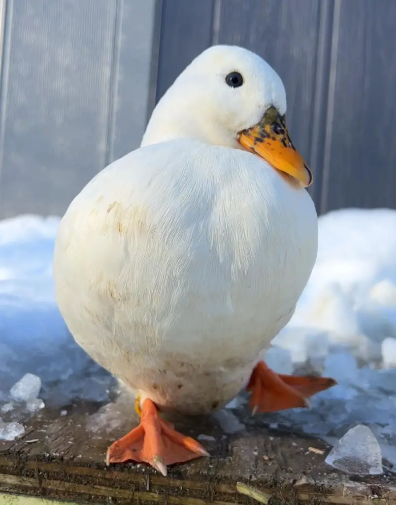 white call duck in the snow