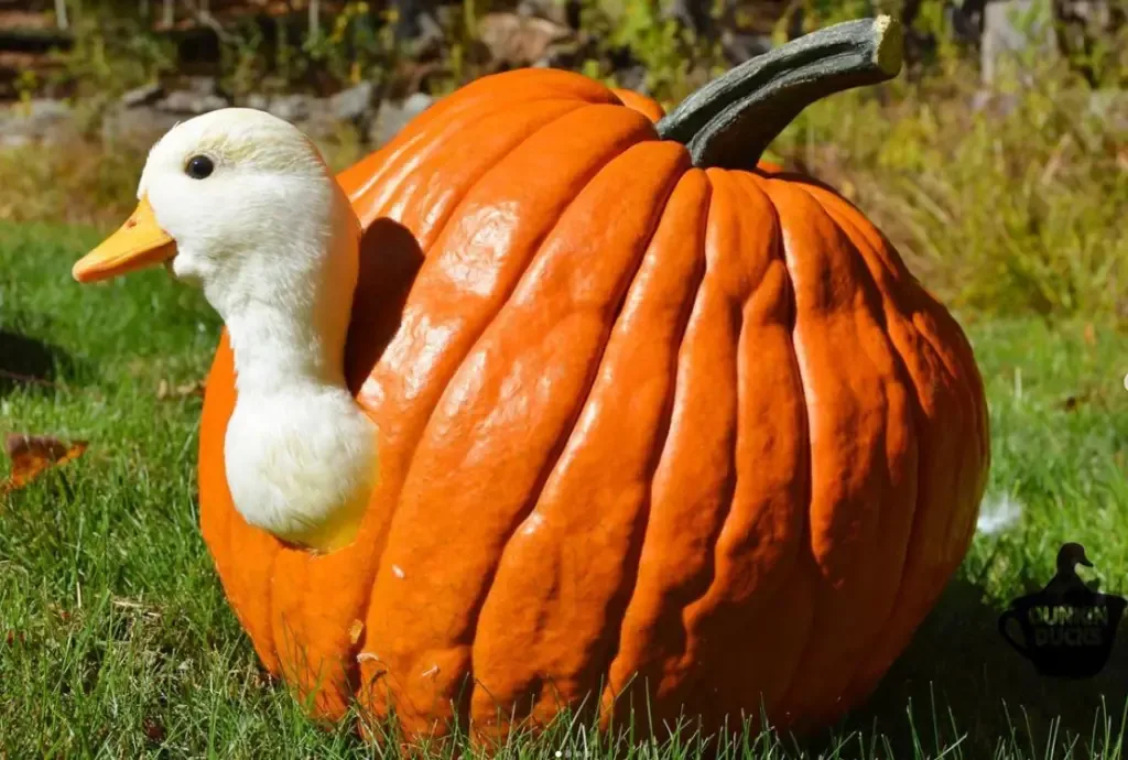 call duck inside a pumpkin