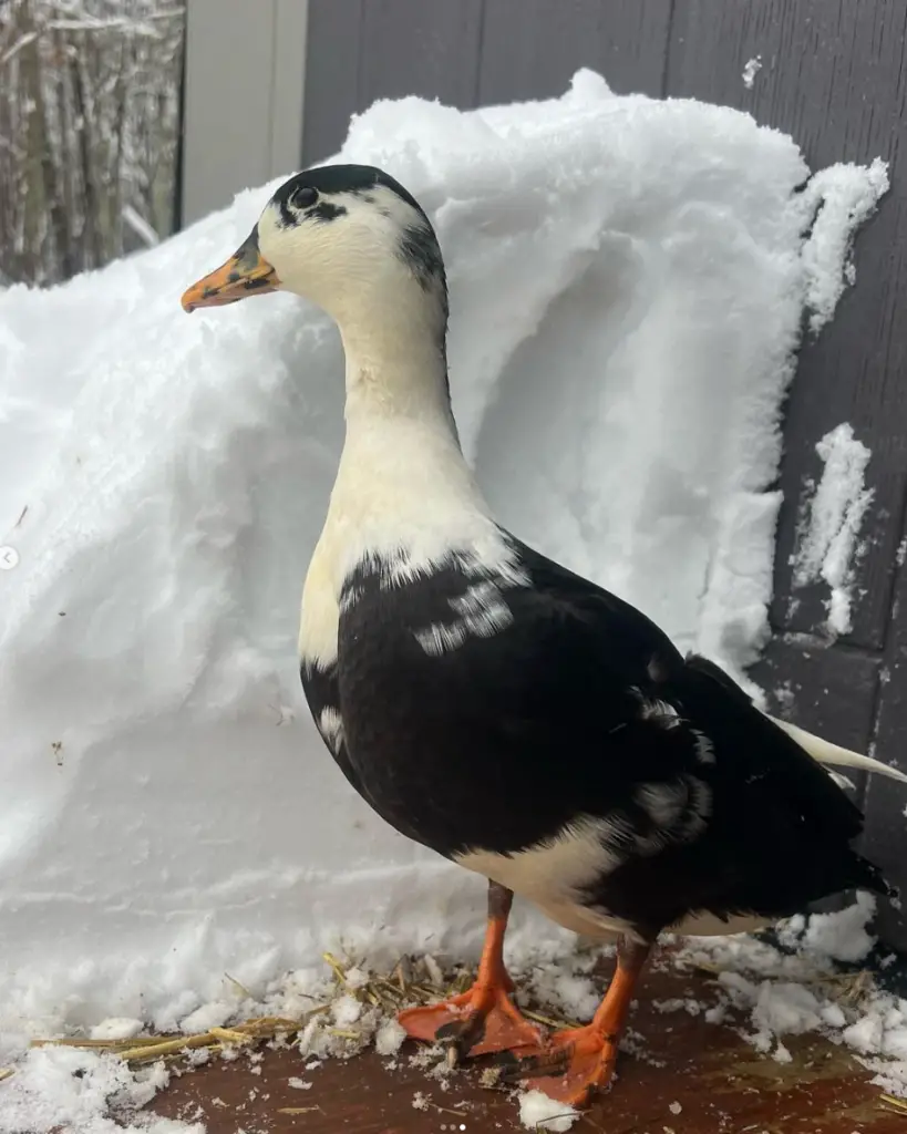 duck in snow