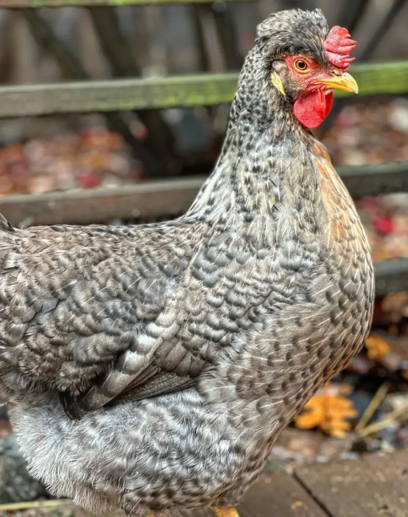 crested cream legbar chicken