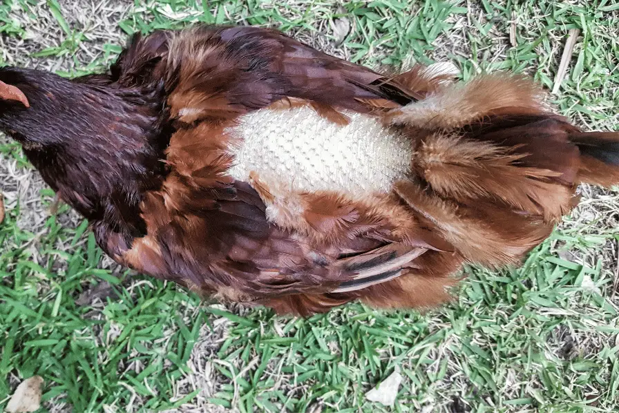 chicken molting