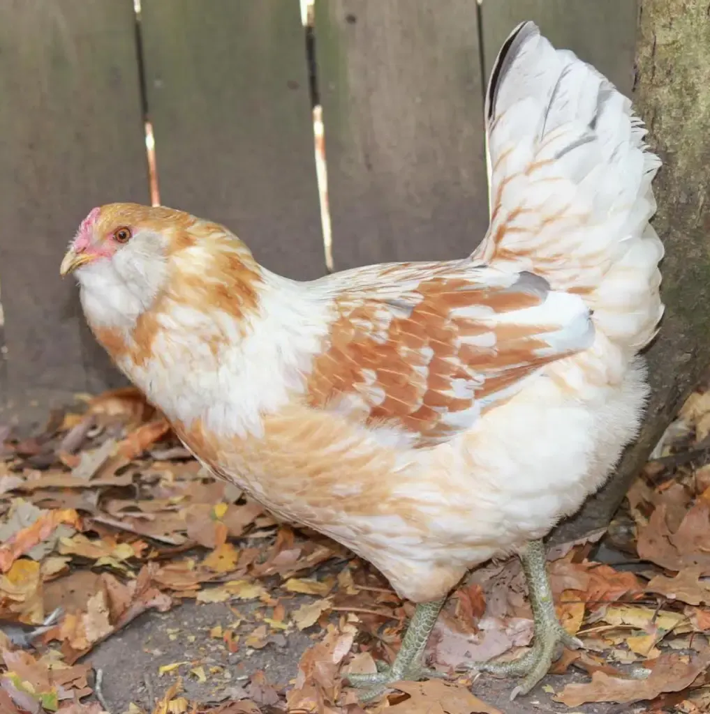 easter egger chicken