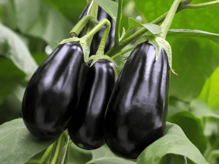 Can Chickens Eat Eggplant? Everything You Should Know