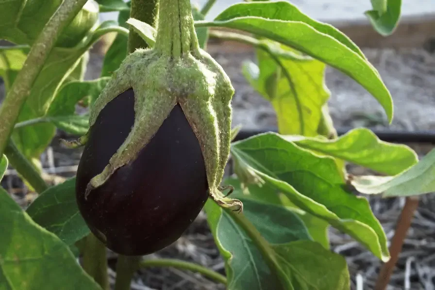 eggplant growing on a vine