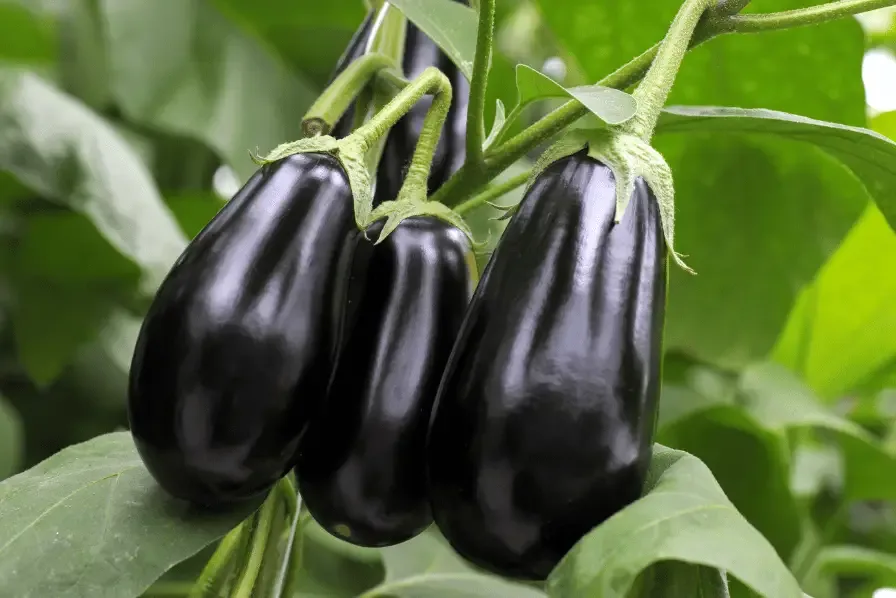 eggplants growing