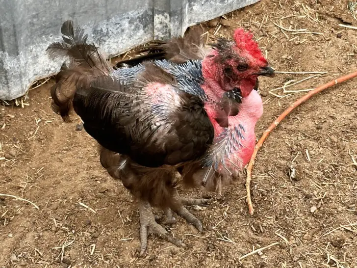 Chicken Molting: What is it and How to Help