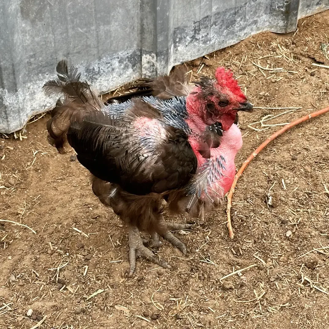 naked neck chicken molting