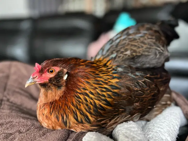 Whiting True Blue Chicken: A Comprehensive Breed Guide