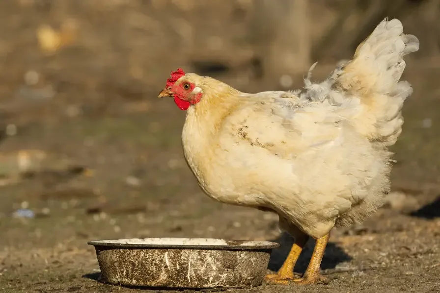 chicken waterer