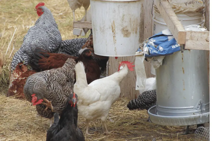 chickens free ranging