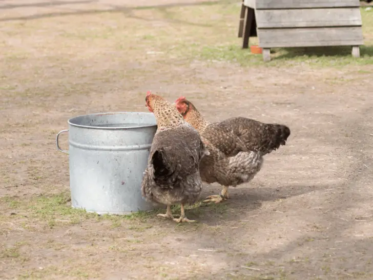 How Long Can Chickens Go Without Water? The Truth