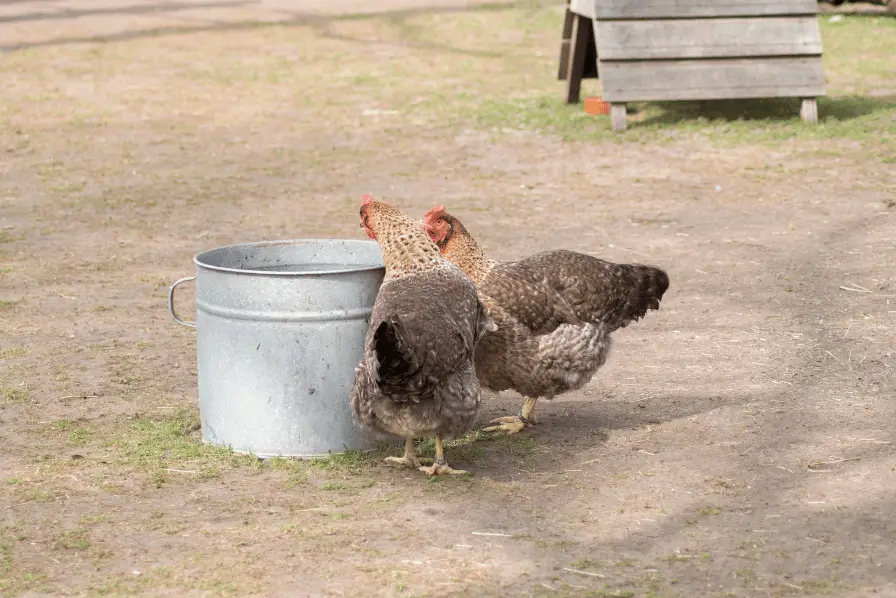 chickens drinking water