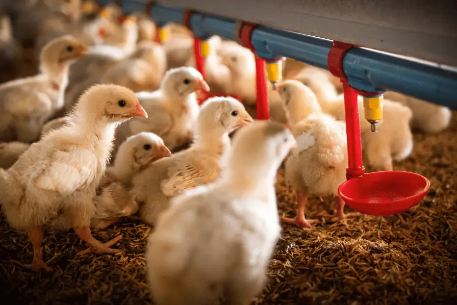 chicks drinking