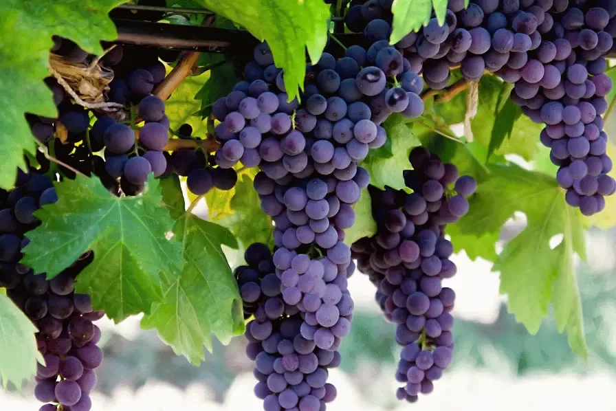 grapes on a vine