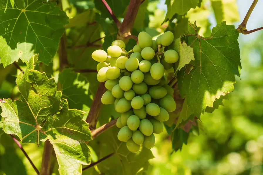 green grapes growing 