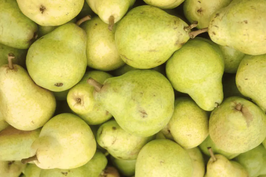 pile of pears