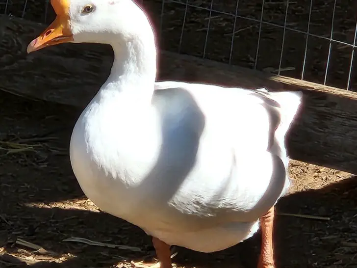 Chinese Geese: The Ultimate Breed Guide