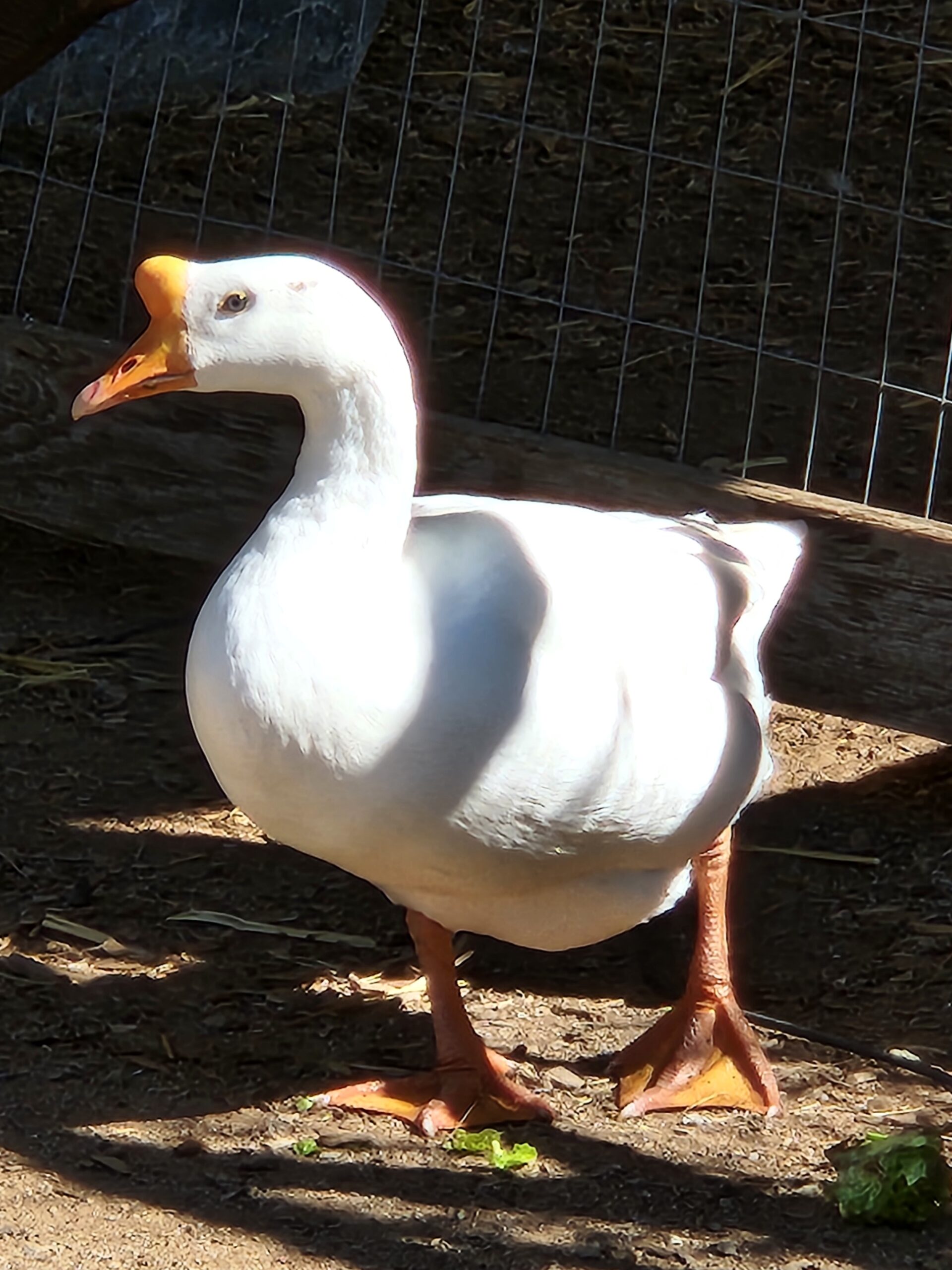 chinese goose