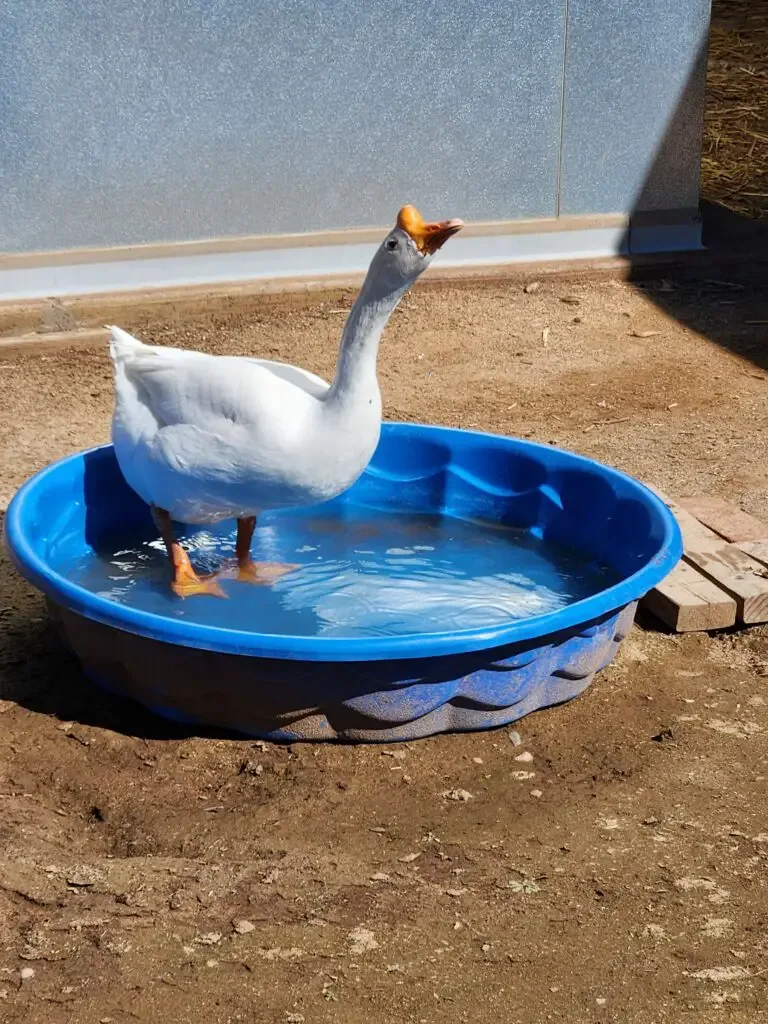 chinese goose in water