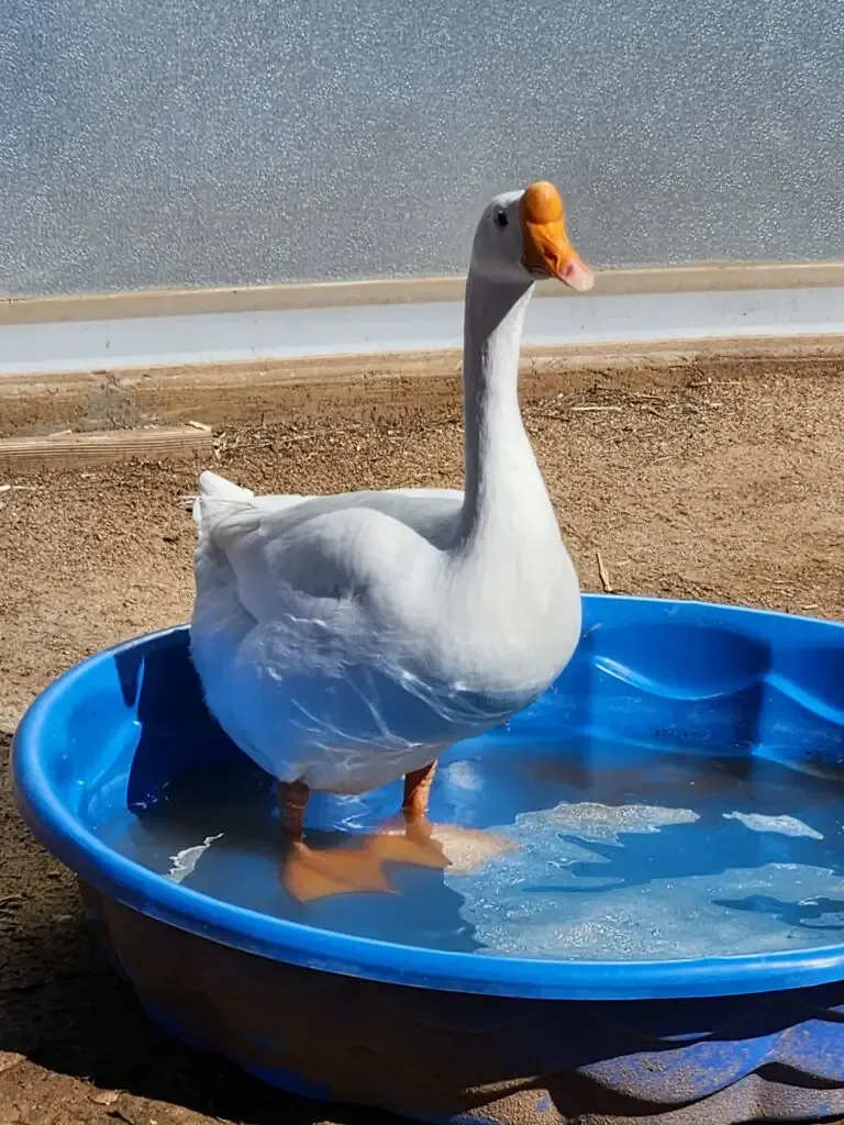 chinese goose in kiddie pool