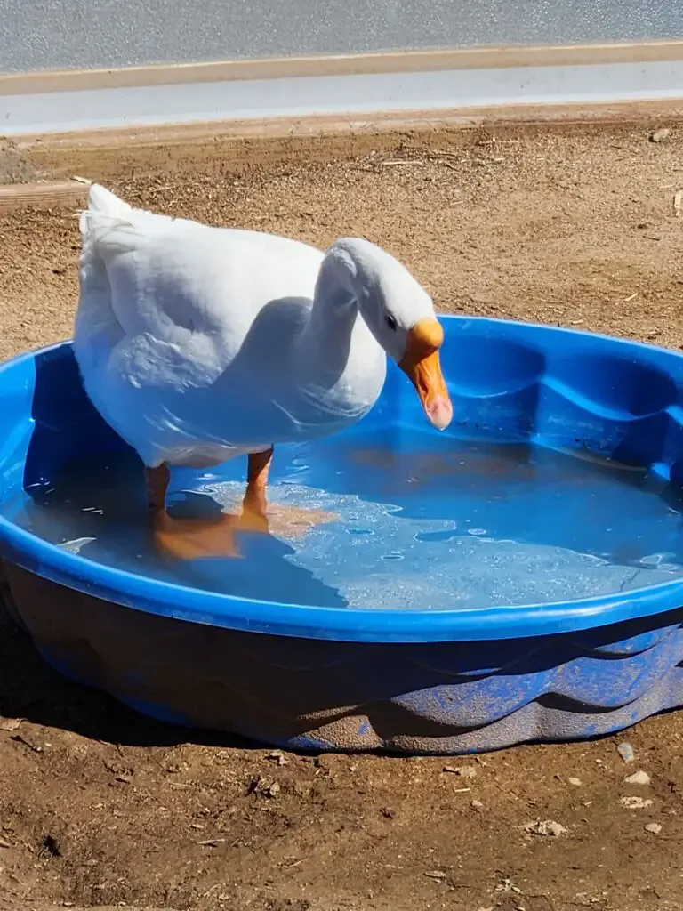 goose in water 
