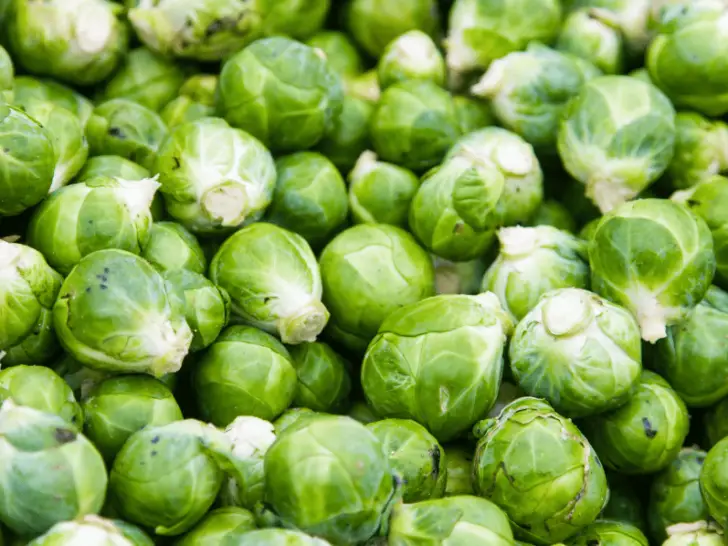 Can Chickens Eat Brussels Sprouts? What You Should Know