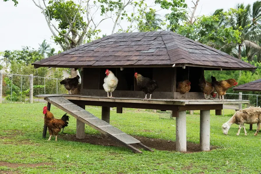 chicken coop ramp
