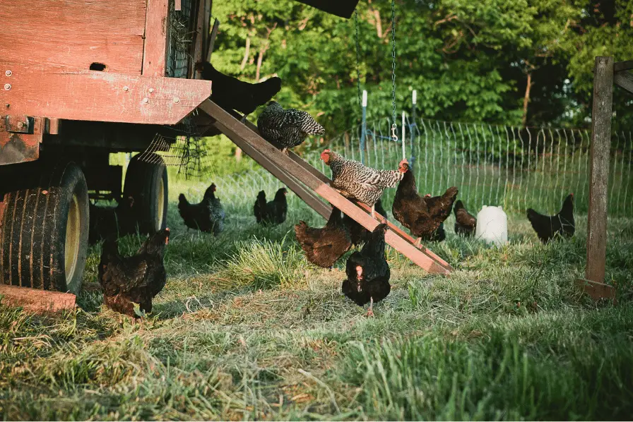 chickens climbing the ramp