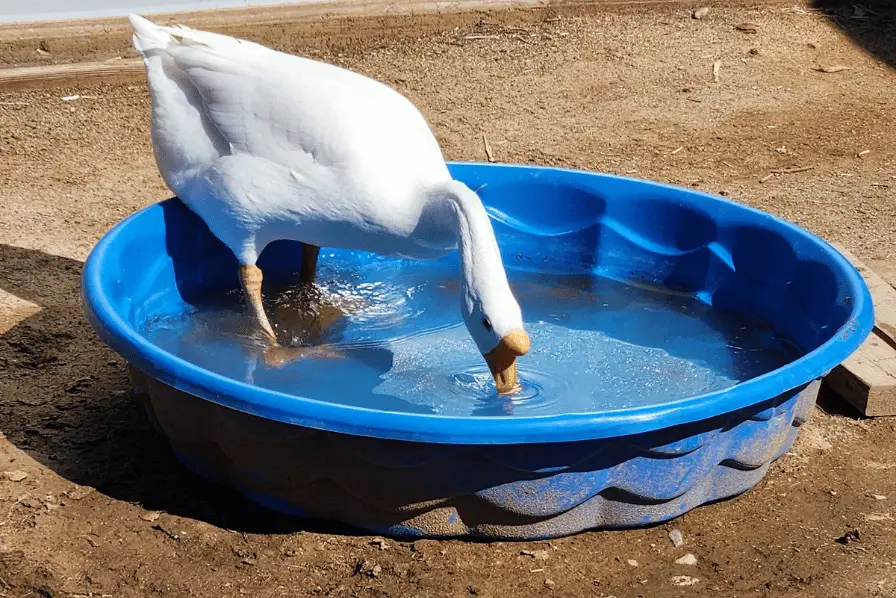 chinese geese